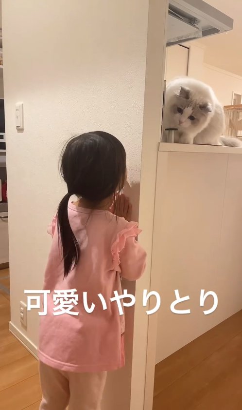 壁裏に隠れている子供を覗き込む猫