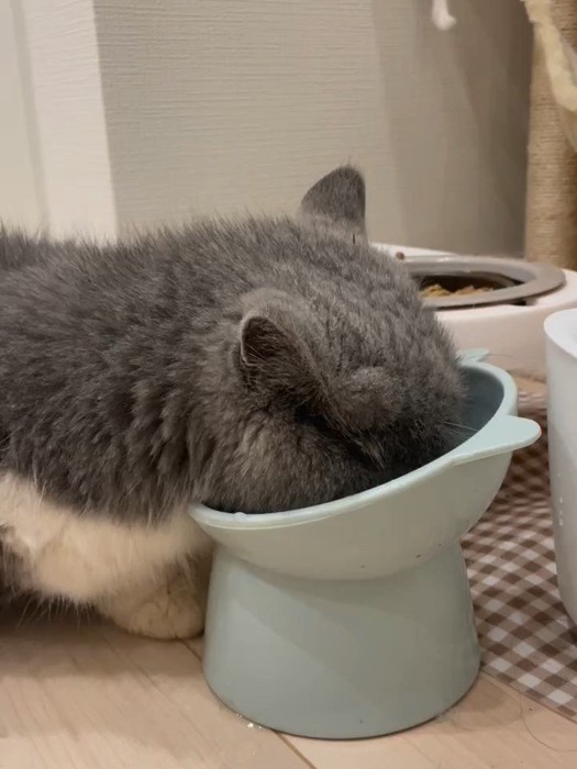 食器に顔を入れる猫