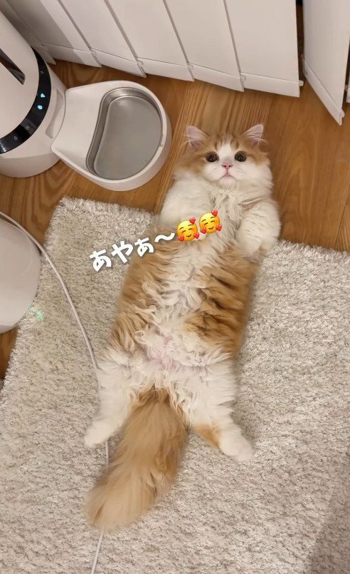 へそ天でくつろぐ子猫