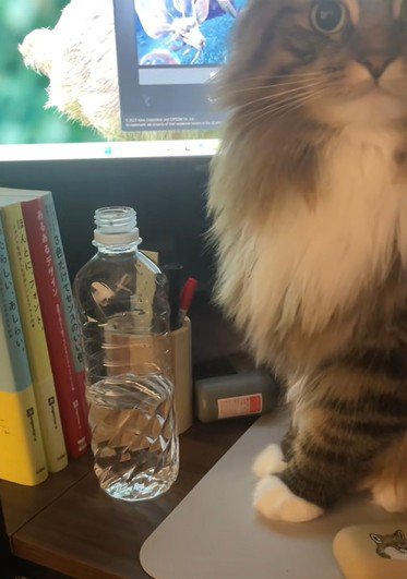 飼い主を見つめる猫