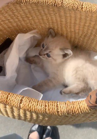 かごのなかで横になる子猫