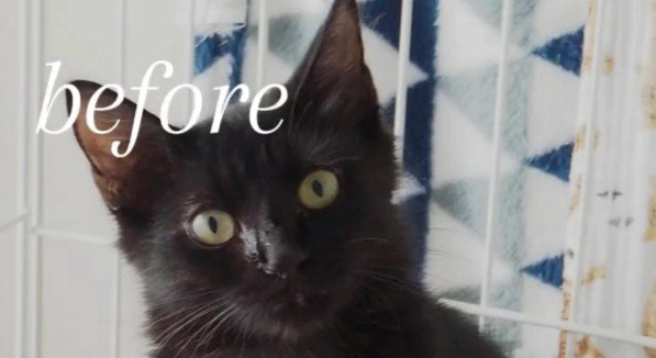 子猫時代のアルバくん