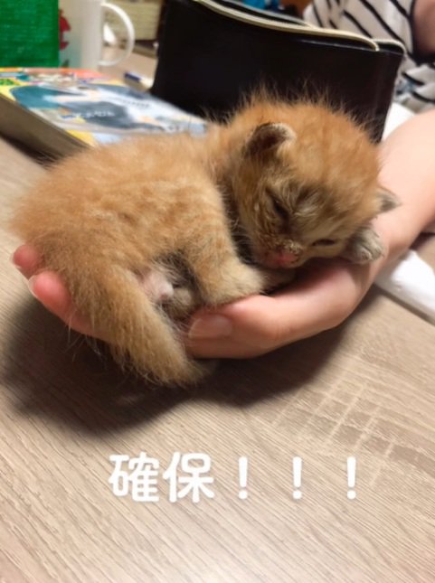 網に引っ掛かっている子猫