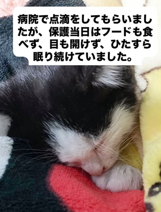 寝ている子猫の顔