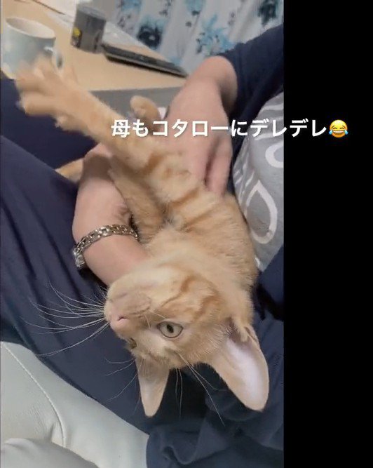 抱っこされる猫