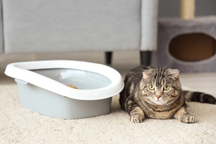 トイレ横に座る猫