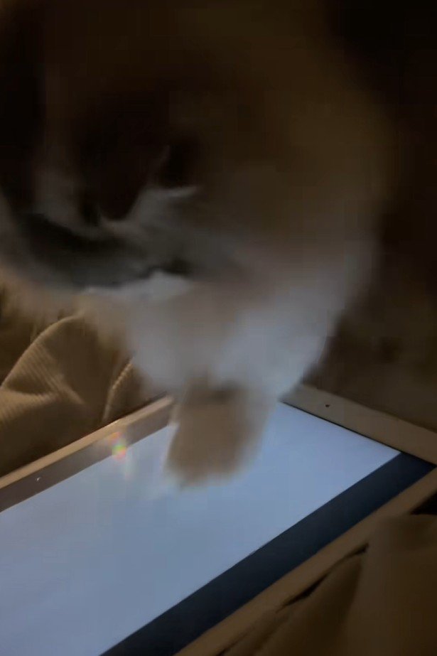 タブレット画面に手を叩きつける猫