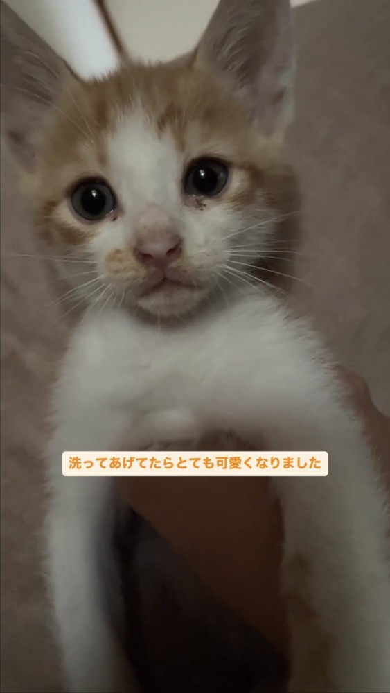 抱っこされる子猫