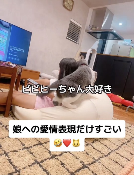 娘さんに甘えるブリティッシュショートヘア