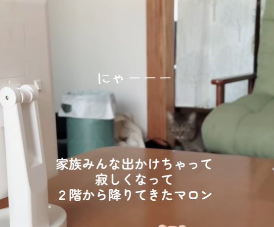 暖簾をくぐる猫