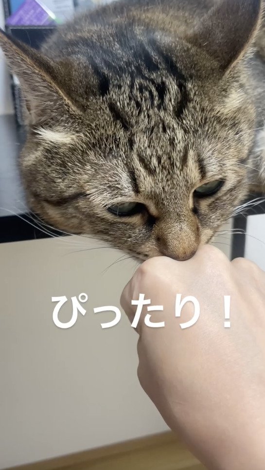 猫の鼻と指のカーブをくっつける飼い主