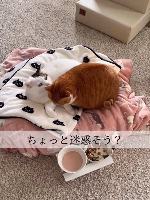 白い猫の隣に座る茶色の猫