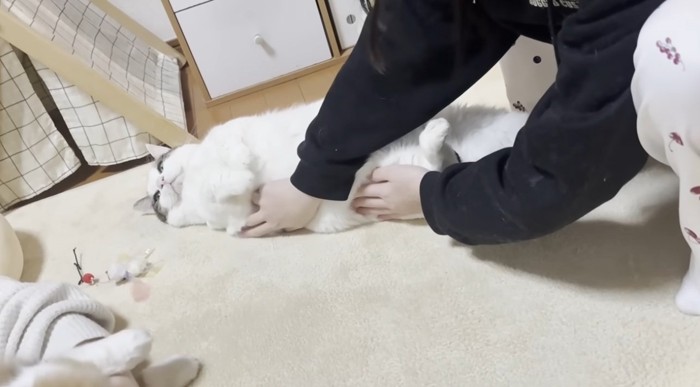 おなかをさわられている猫