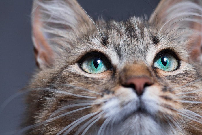 猫の顔