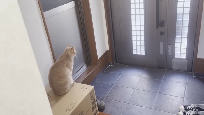 玄関を見つめるミックス猫