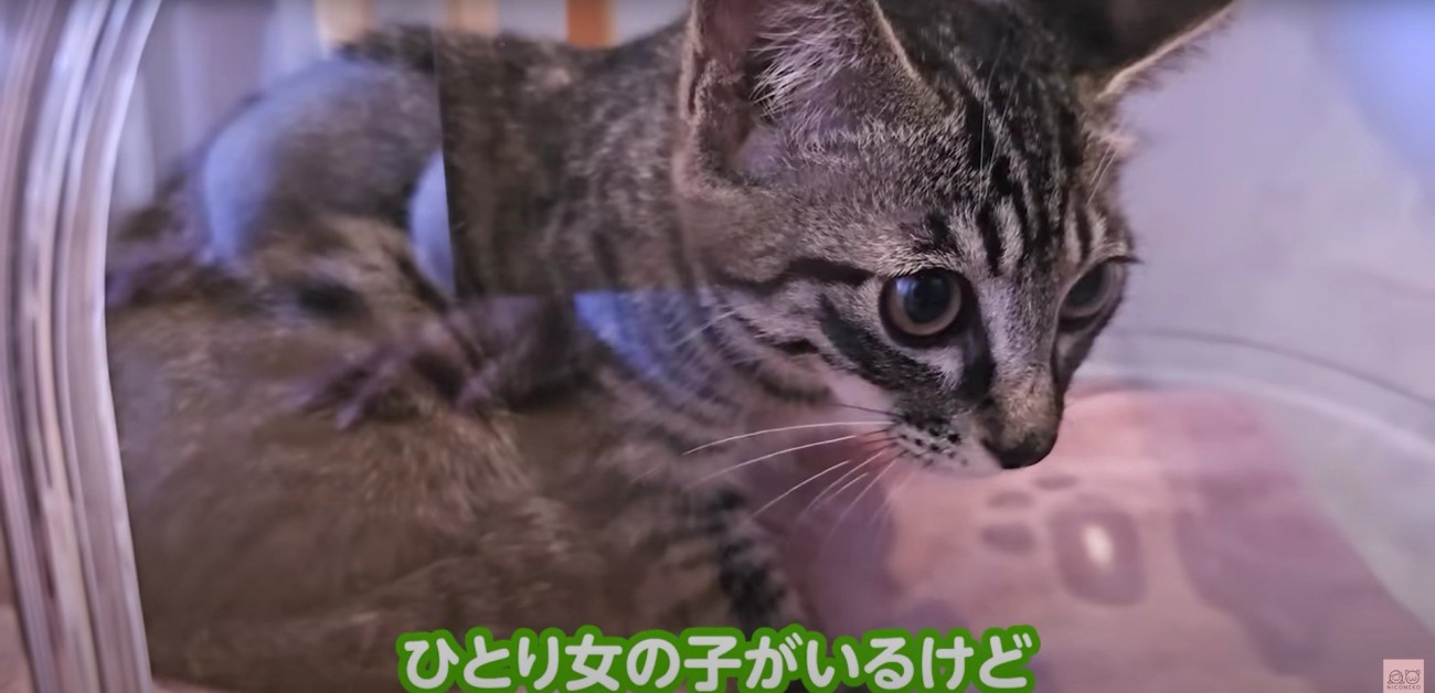 キャリーバッグの中にいる子猫