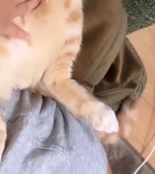 眠りながら左右に揺れる猫の尻尾
