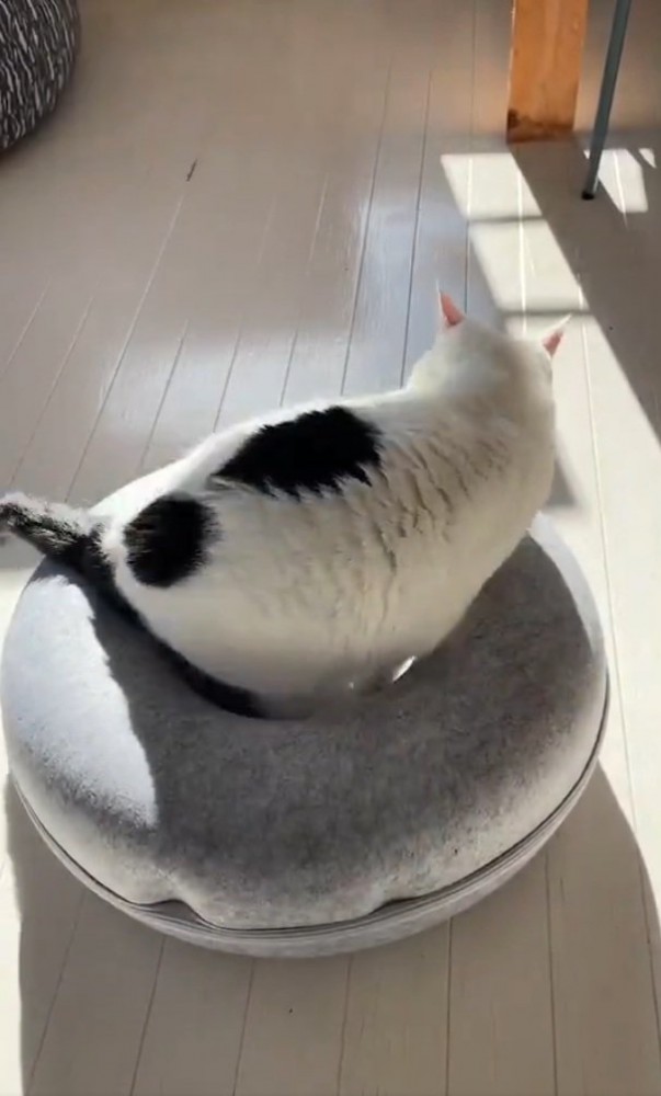 床を見つめるらんちゃん