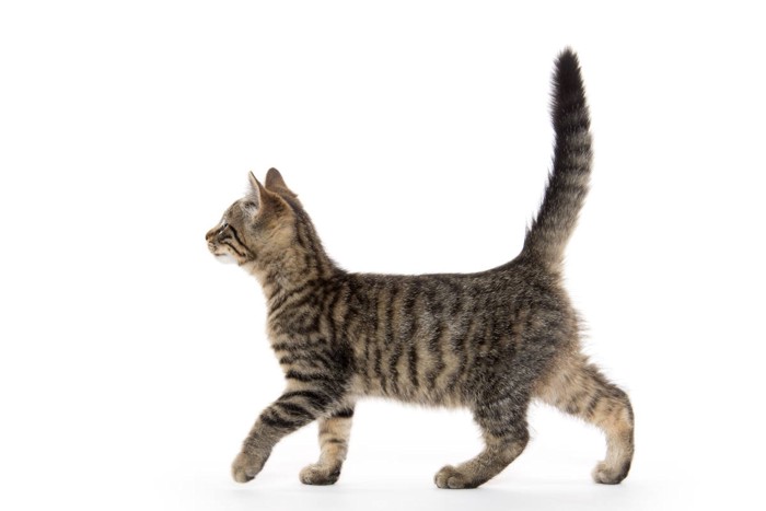 しっぽを立てて歩く子猫