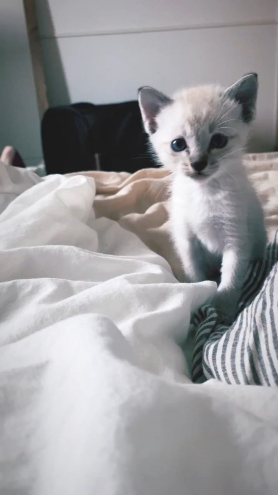 布団の上を歩く子猫