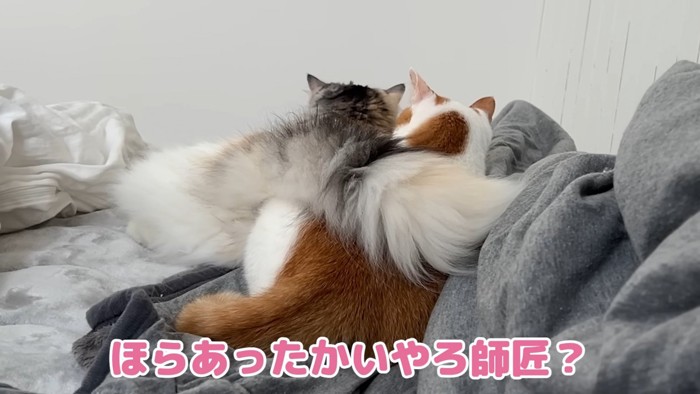 ほらあったかいやろ師匠?