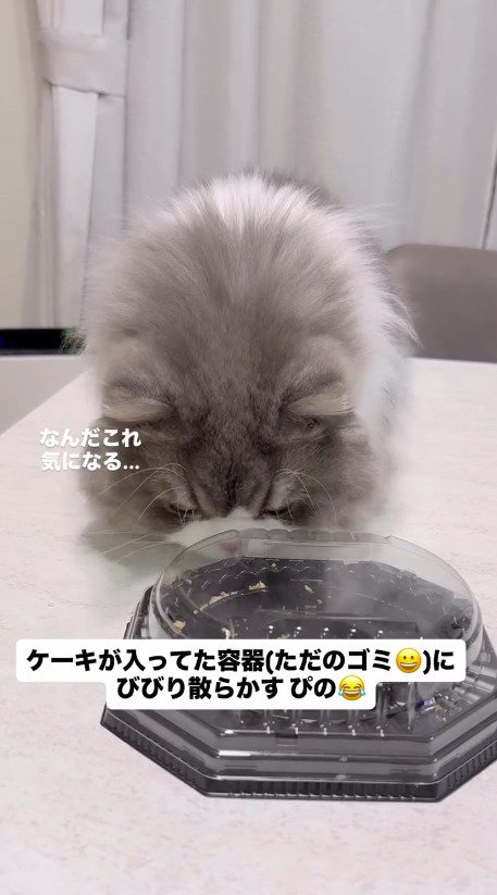 ケーキの容器に鼻を近づける猫
