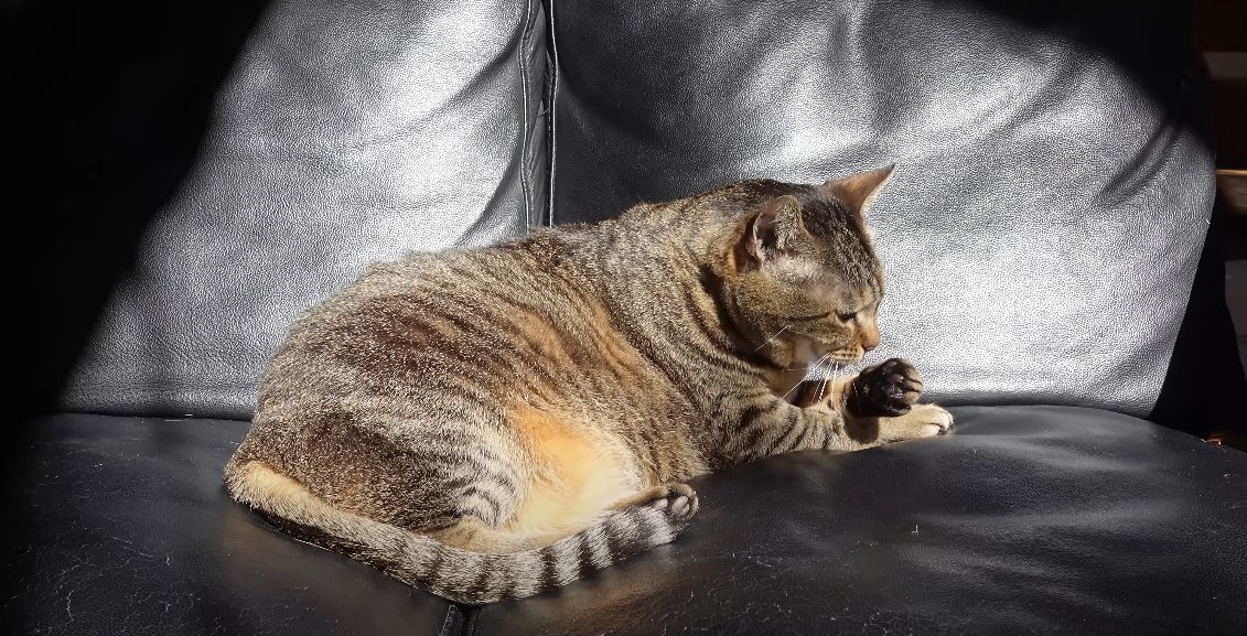 ソファの上で寝そべる猫