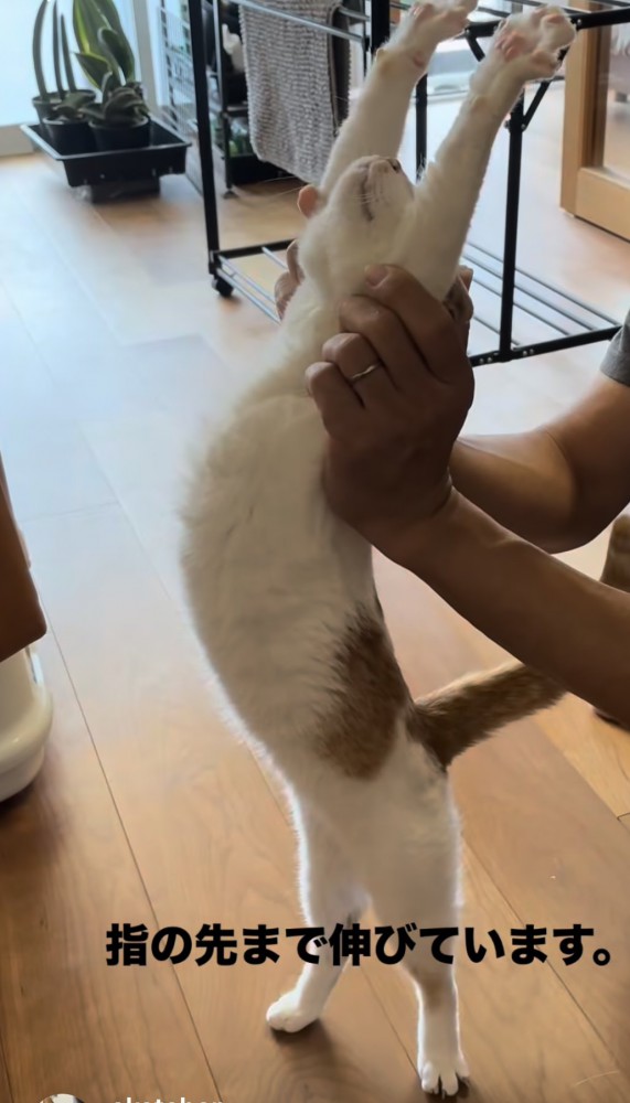 猫が伸びをする写真1