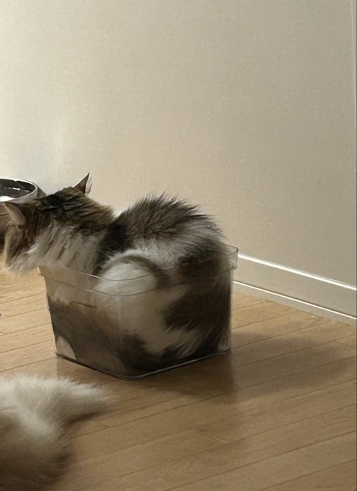 ケースに入った猫の後ろ姿