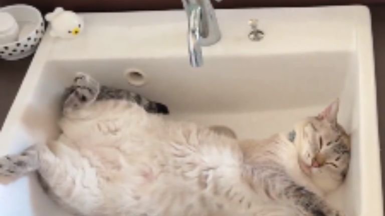 洗面台にいる猫