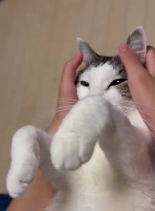 マッサージされている猫