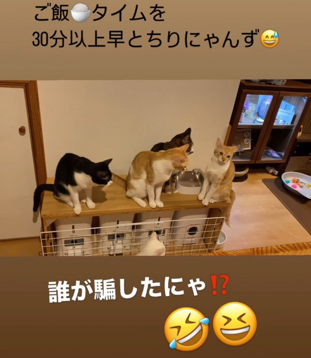 台の上に乗る猫たち