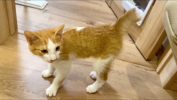 しっぽを膨らませる子猫