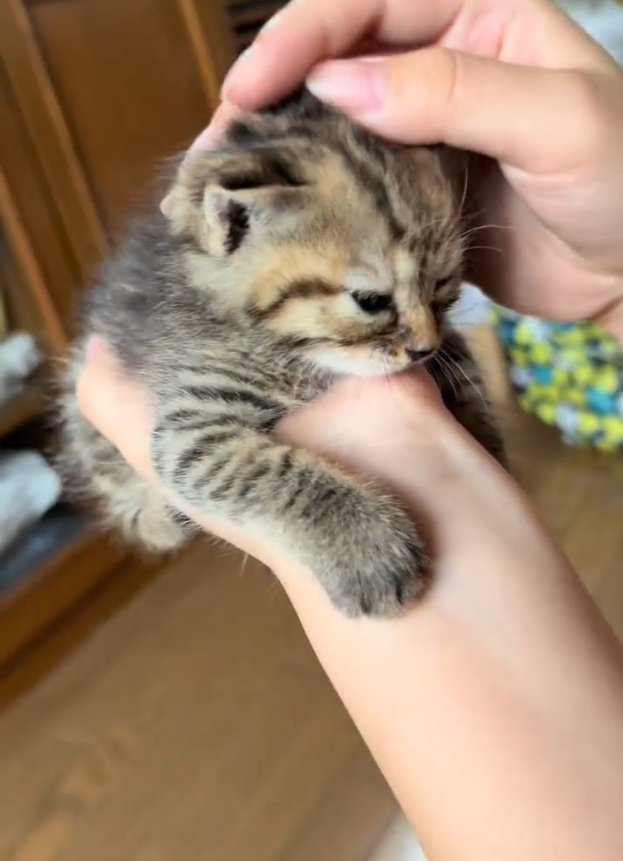 ミルクを飲んで眠くなるツナちゃん