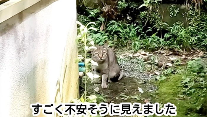 不安そうな猫