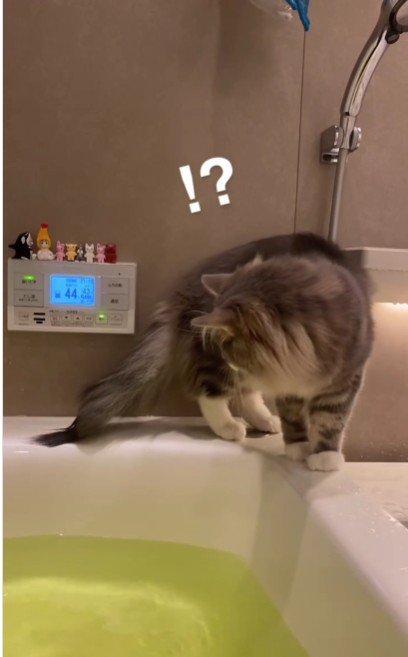 湯船の縁を歩いている猫