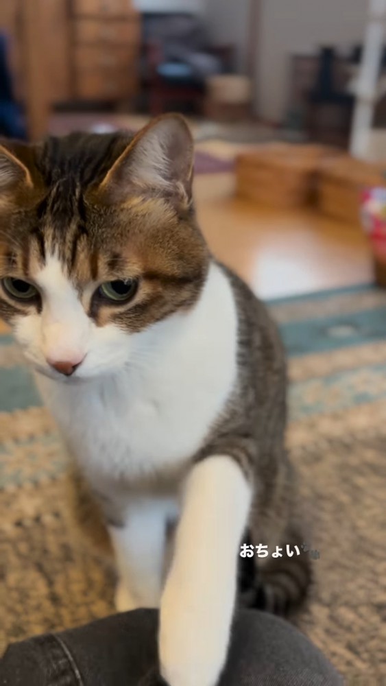 人の足を触る猫