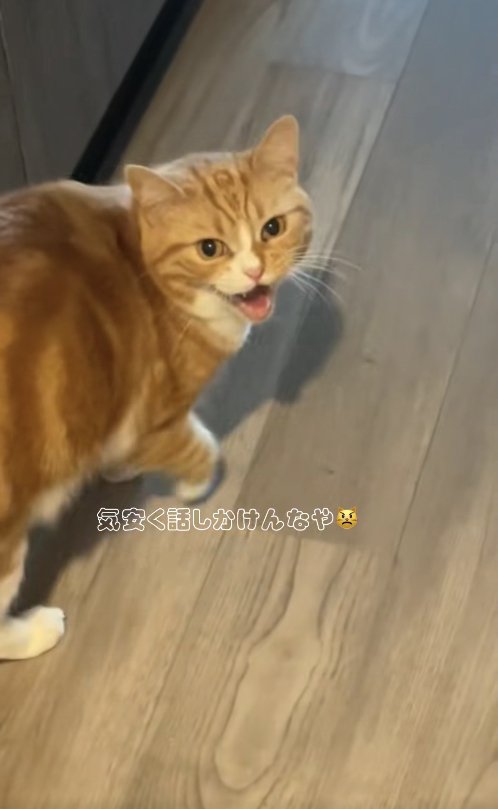 廊下で振り返って口を開けている猫「気安く話しかけんなや」