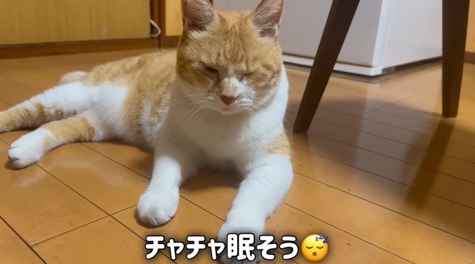 眠そうな猫