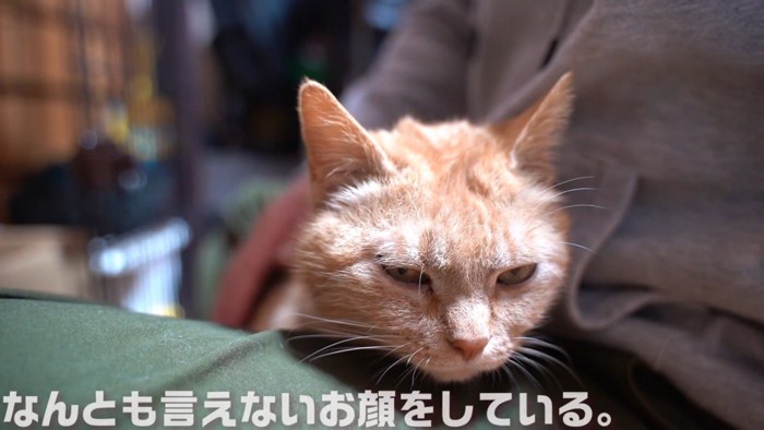 人の膝の上にいる猫