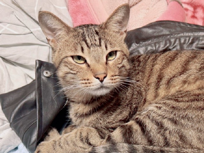 上着に乗る猫のアップ