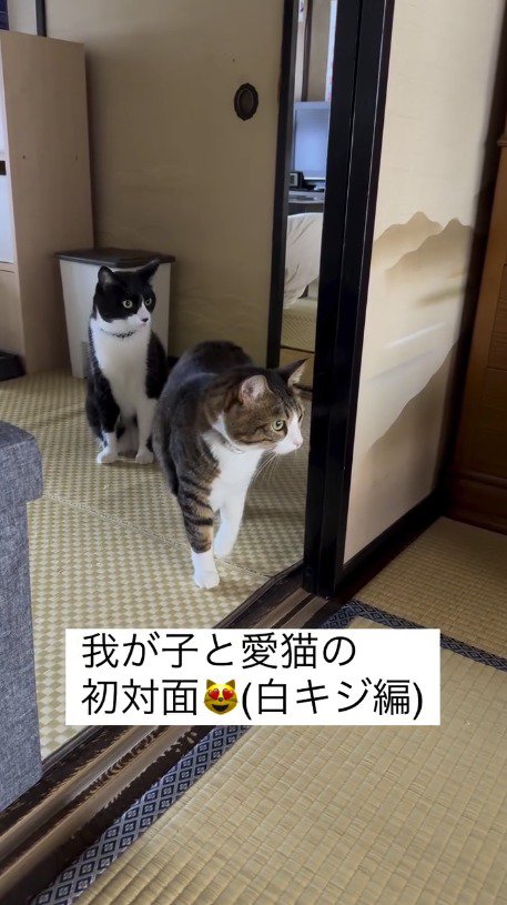 赤ちゃんがいる部屋を見つめるキジ白猫