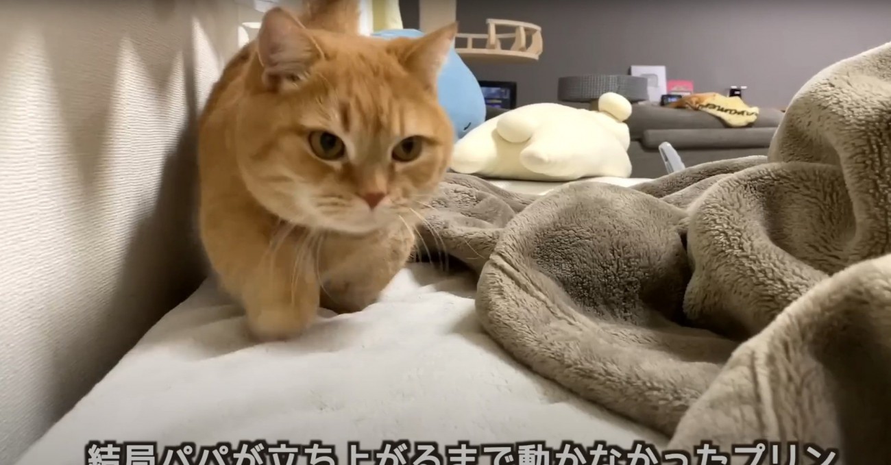 ベッドに来るプリンちゃん