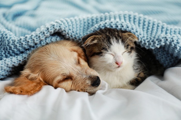 仲良しの犬と猫