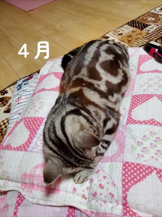 下を向いて寝る猫