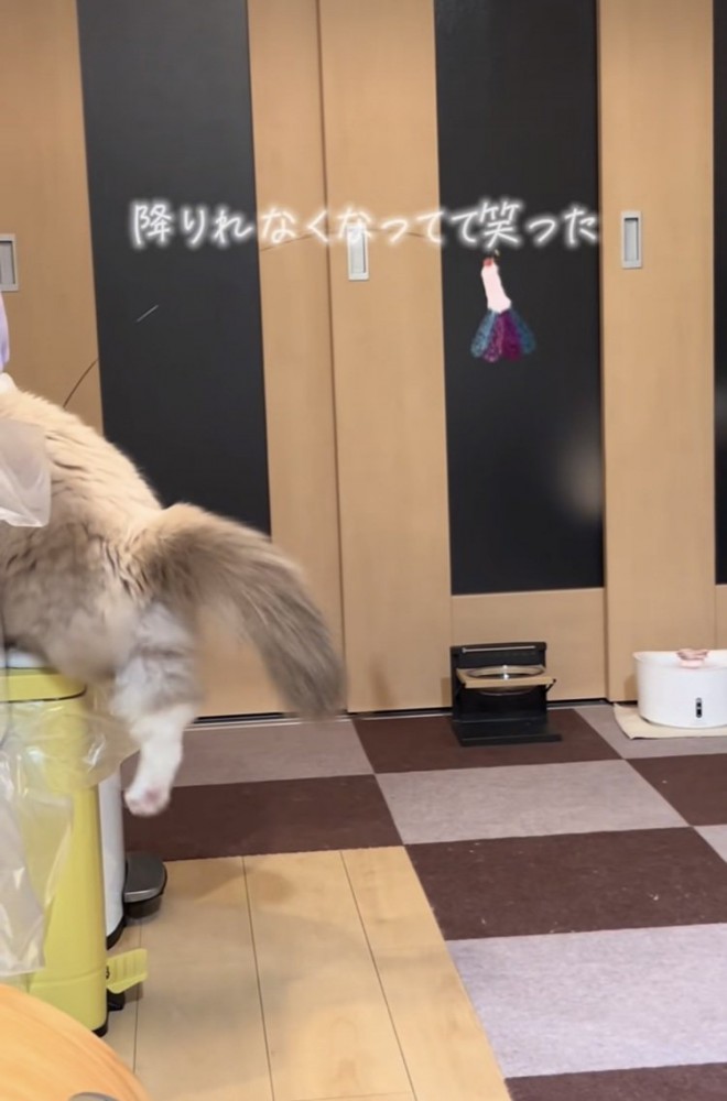 ゴミ箱から降りようと後ろ足を伸ばすラグドール