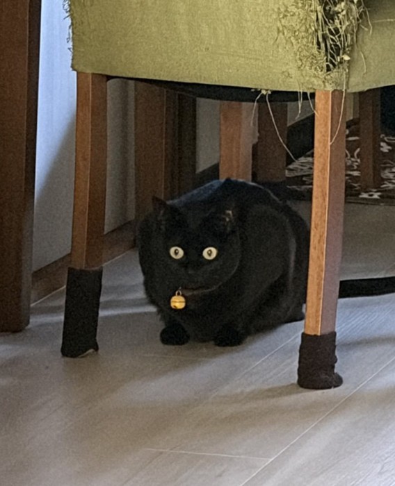 イスの下にいる猫