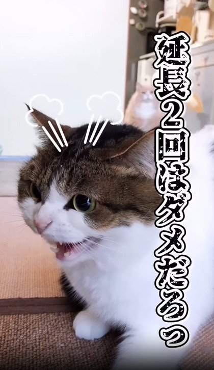 威嚇する猫