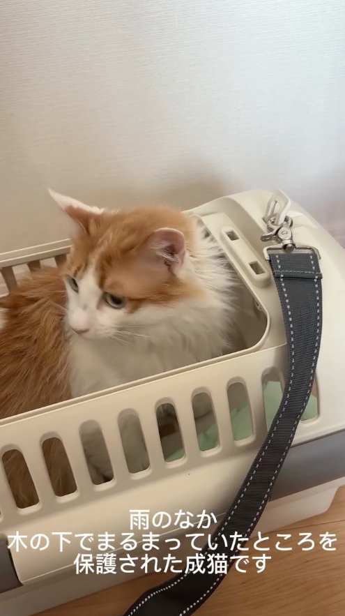 クレートの中から部屋の中を見まわす猫