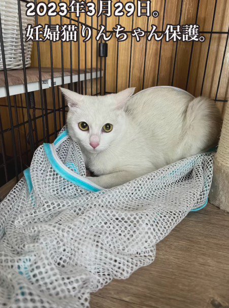 保護されたりんちゃん